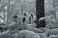 Snow on tree ferns, Sassafras IMG_7672